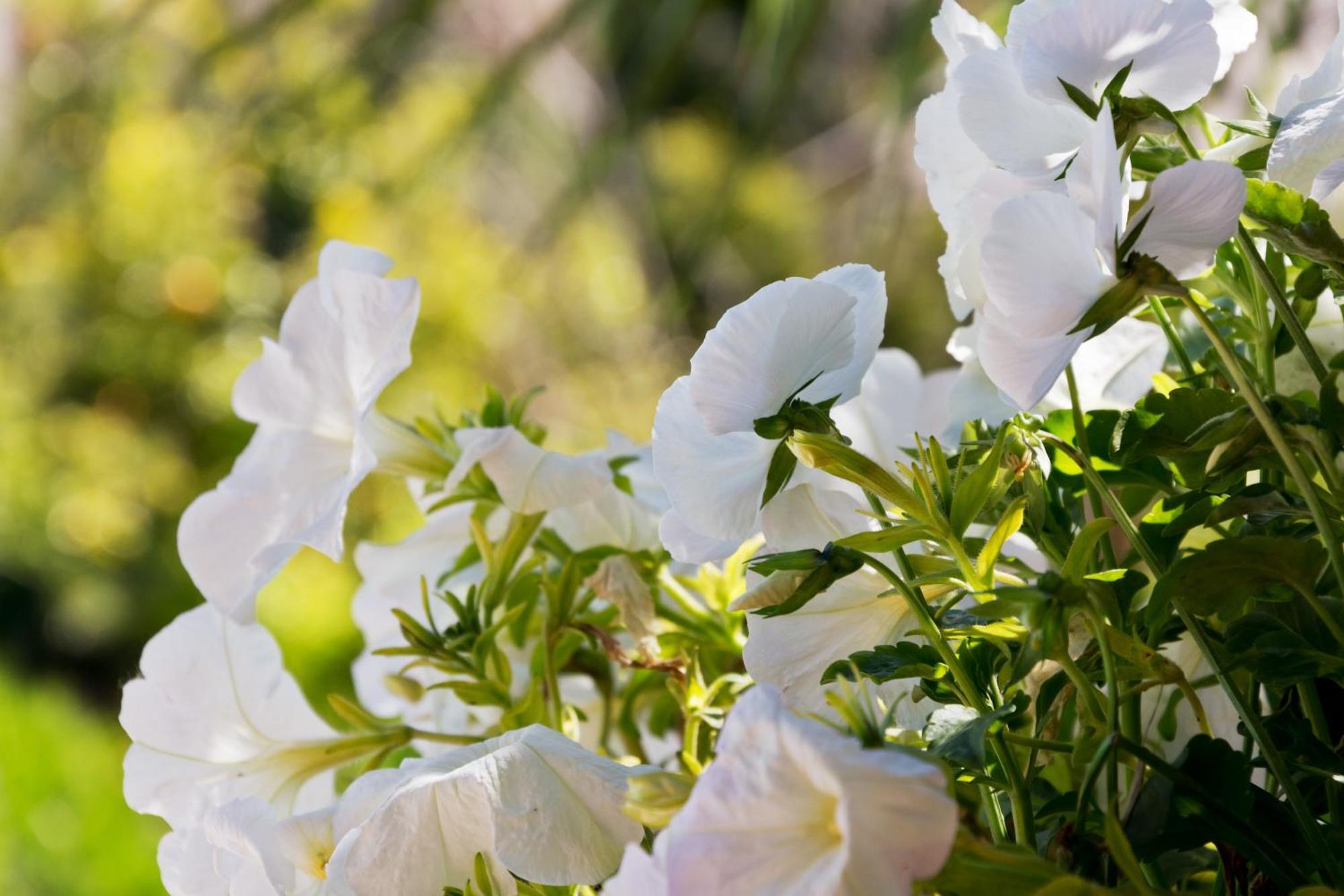 Hotel Can Roses Soller Luaran gambar